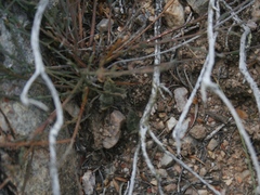 Muraltia muraltioides