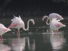 Phoenicopterus roseus