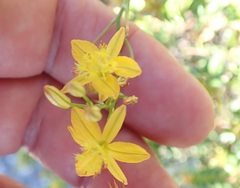 Bulbine favosa