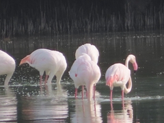 Phoenicopterus roseus