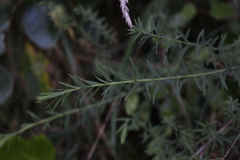 Linum monogynum monogynum