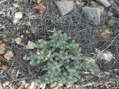 Trichodiadema marlothii