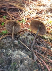 Psilocybe aucklandiae