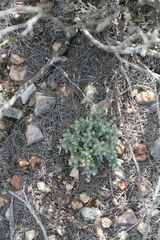 Trichodiadema marlothii