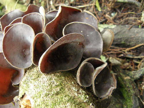 Ear fungus