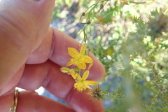 Bulbine favosa