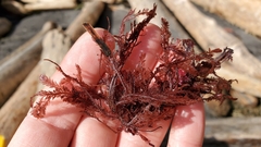 Neoptilota