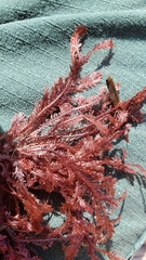 Neoptilota