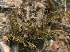 Ficinia filiformis