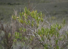 Dodonaea viscosa angustifolia