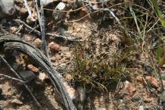 Ficinia filiformis