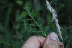 Linum monogynum monogynum