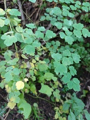 Thalictrum rhynchocarpum