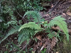Polystichum luctuosum