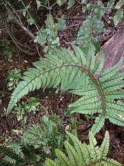 Polystichum luctuosum