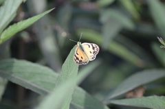 Colotis amata