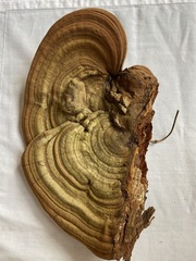Ganoderma applanatum