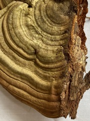 Ganoderma applanatum