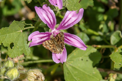 Carcharodus tripolina