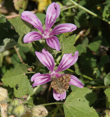 Carcharodus tripolina