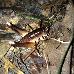 Penalva flavocalceata