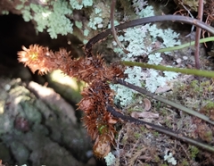 Blechnidium melanopus