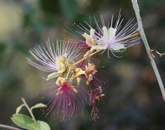 Capparis zeylanica