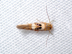 Hieromantis ephodophora