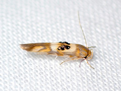 Hieromantis ephodophora