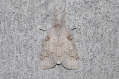 Calliteara lunulata