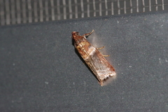 Addyme confusalis