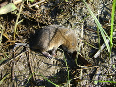 Arvicola amphibius