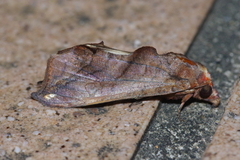 Oraesia argyrosticta