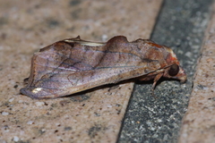 Oraesia argyrosticta