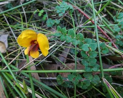 Bossiaea cordigera