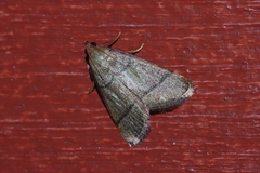 Orthopygia repetita