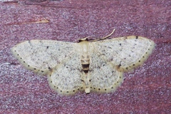 Idaea sakuraii