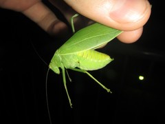 Caedicia pictipes