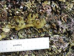 Pseudodistoma opacum