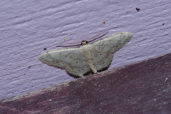 Idaea neovalida