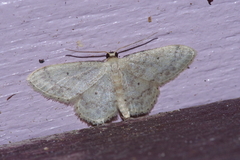 Idaea neovalida