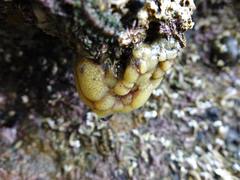 Pseudodistoma opacum