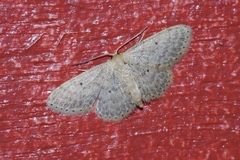 Idaea neovalida