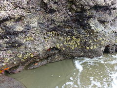 Pseudodistoma opacum