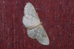 Scopula personata