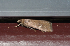 Athetis lineosella