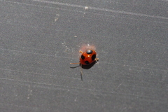 Sphaeroderma quadrimaculatum