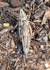 Monistria discrepans