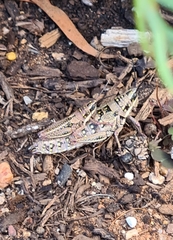 Monistria discrepans