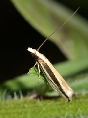 Erechthias stilbella